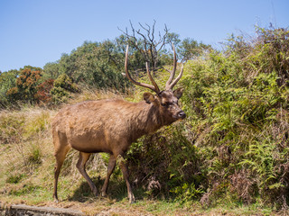 SRI LANKA