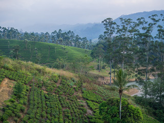 Obraz premium SRI LANKA