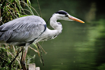 Heron