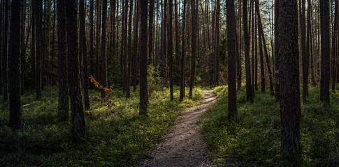 forest path with beautiful sunlight in springtime