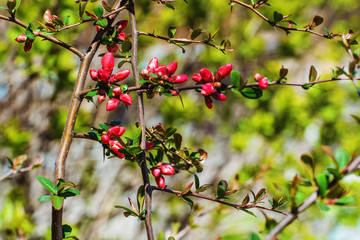 Flowers of henomeles in spring in the garden. Close-up