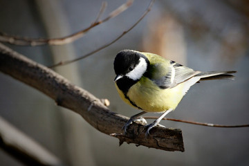 Obraz premium Looking at You