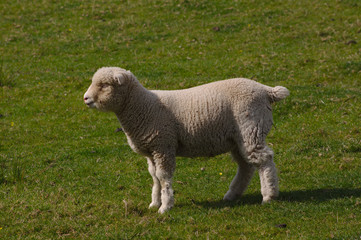 lamb in a field