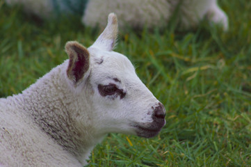 Fototapeta premium portrait of a lamb