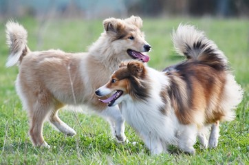 border collie dog