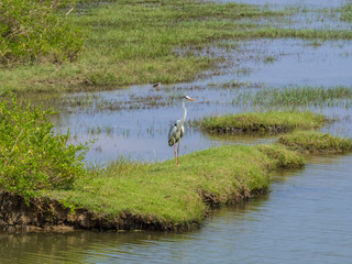 SRI LANKA