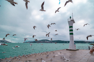 flying flock of seagulls on a pier near the water on a Sunny day. Seagulls flying near Light house. Light waves on the water. İstanbul Tarabya