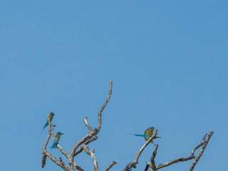 SRI LANKA