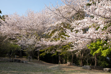 桜　