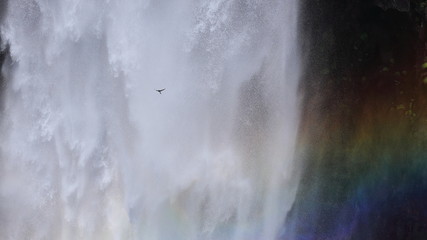 華厳の滝とイワツバメ