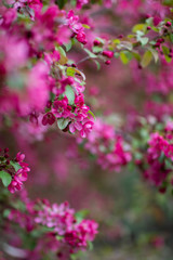 pink flowers of the small apple tree