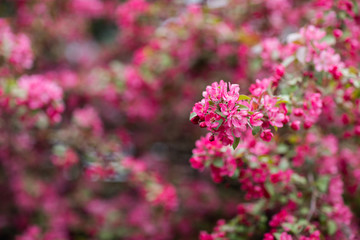 pink flowers of the small apple tree