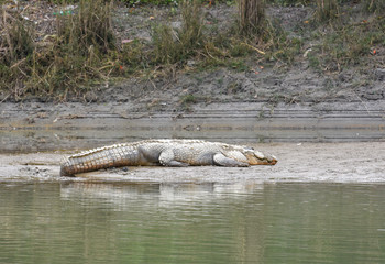 Crocodile at Chitwan national park in Nepal
