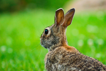 Closeup Rabbit Back
