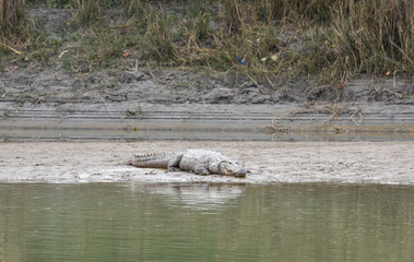 Crocodile at Chitwan national park in Nepal