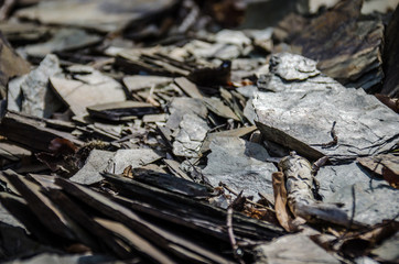Schiefergestein im Taunus