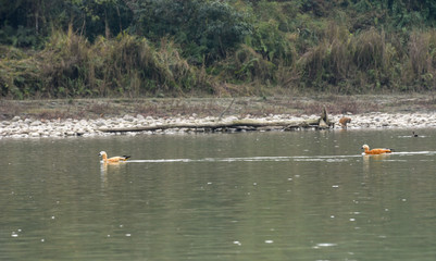 Ruddy Shelduck at Chitwan national park on Nepal