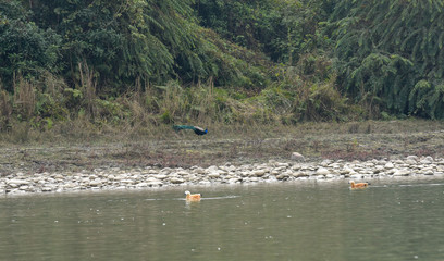 Ruddy Shelduck at Chitwan national park on Nepal
