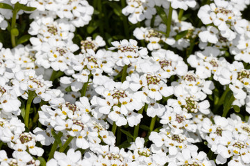 Bed of small white blooming flowers