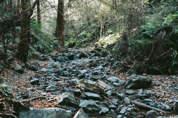 Rough rock on the way into forest, natural trail