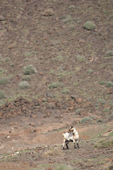 Goat Capra aegagrus hircus in Jandia. Fuerteventura. Canary Islands. Spain.