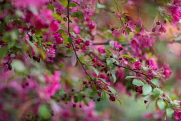 pink flowers of the small apple tree