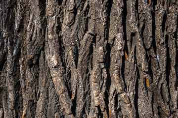 Close Up of Tree Bark