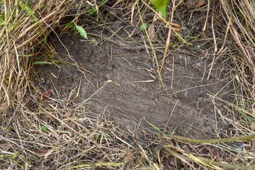 Tiger footprints at Chitwan national park in Nepal