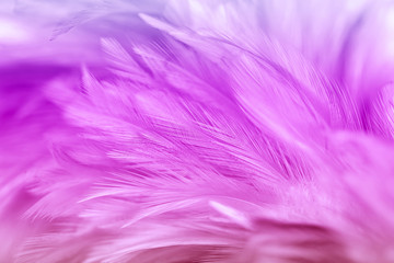 Obraz premium Purple chicken feathers in soft and blur style for background