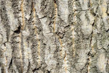 Tree bark texture. Nature wood background close up of a tree