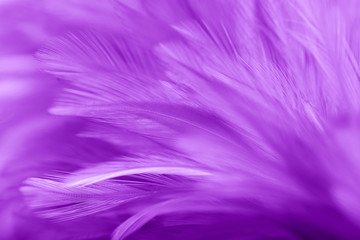 Obraz premium Fioletowe pióra z kurczaka w stylu miękkim i rozmycie tła