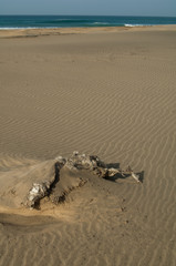 Obraz premium Skeleton of a goat Capra aegagrus hircus half-buried in the sand of the Cofete beach. Jandia Natural Park. Fuerteventura. Canary Islands. Spain.