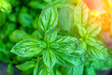 green mint background texture growing. fragrance used to cook and quench the bad smell. Grow in the home garden