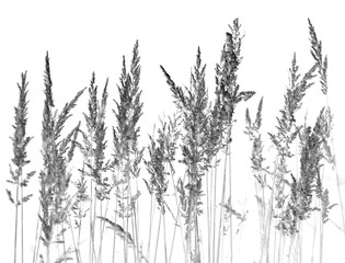 Black and white abstract grass mourning document paper template background backdrop pattern, plant...