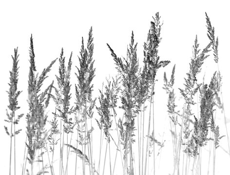 Black and white abstract grass mourning document paper template background backdrop pattern, plant flora ornament