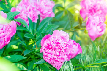 Blooming pink peony. Closeup of beautiful pink Peonie flower.
