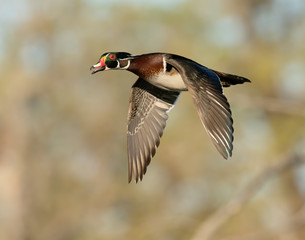 Obraz premium Wood Duck Drake in flight