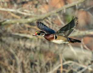 Wood Duck Drake in flight