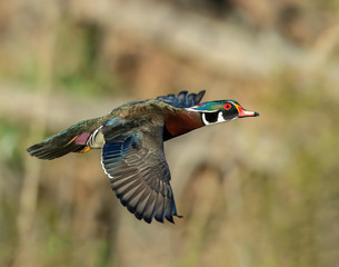 Wood Duck Drake in flight