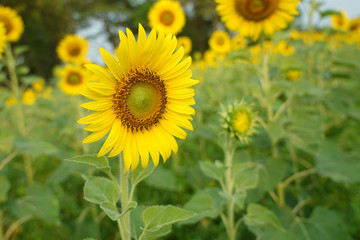Beautiful Sunflower field white nature background.