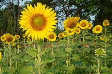 Beautiful Sunflower field white nature background.