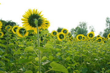 Beautiful Sunflower field white nature background.