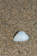 Shell of bivalve wash up on shore.