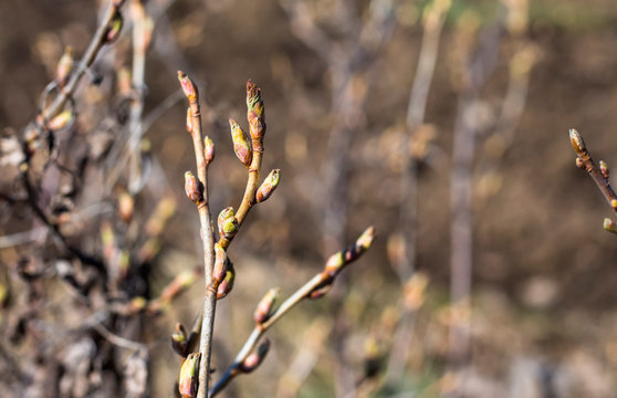 Close Up Of A Branch Of A Blackcurrant Bush With Buds Growing In The Garden