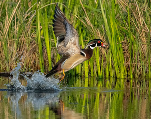 Wood Duck Drake take off