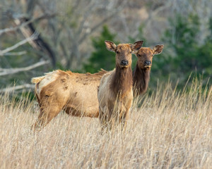A couple of Elk Cows