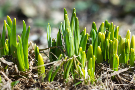 Sprouting Young Spring Shoots Of Daffodils In The Garden