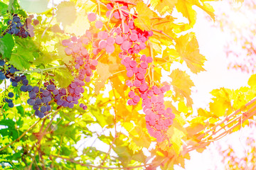 Bunches of black grapes on vine, bright blurred background