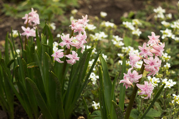 Pink terry hyacinth blossoms against a background of small white flowers in the spring garden. Floral background