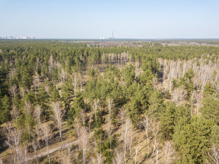 Coniferous forest in spring on a clear sunny day. Aerial drone view.